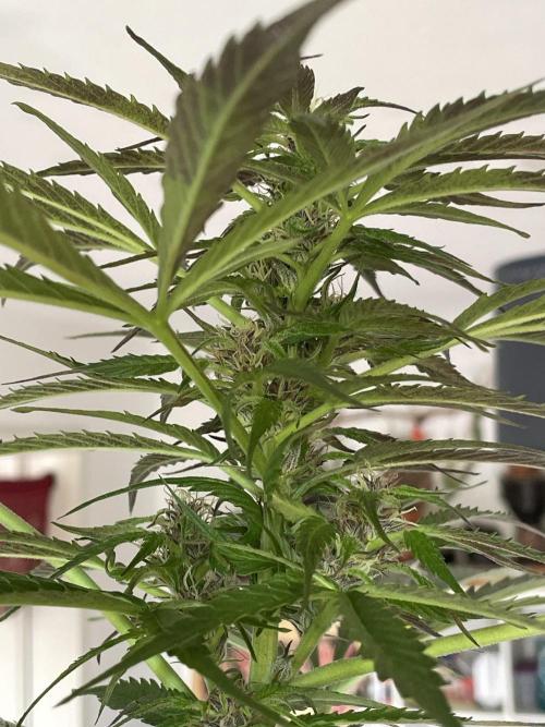 Divine Seeds Auto Black Opium #2. Week 11