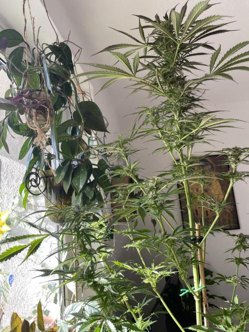 Divine Seeds Auto Black Opium #2. Week 11