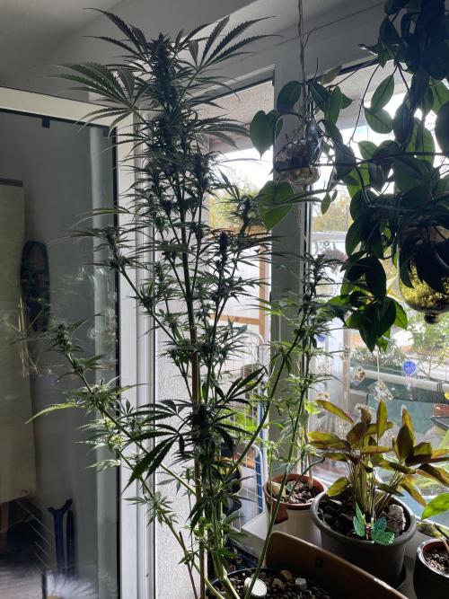 Divine Seeds Auto Black Opium #2. Week 11