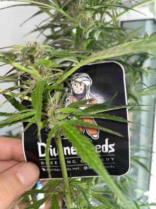 Divine Seeds Auto Black Opium #2. Week 11