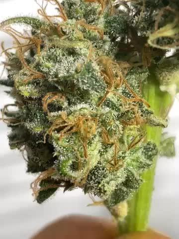 Divine Seeds Auto Fractal