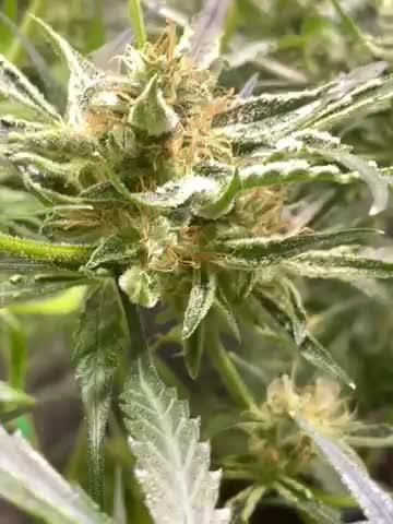 Divine Seeds Auto Moon Rock