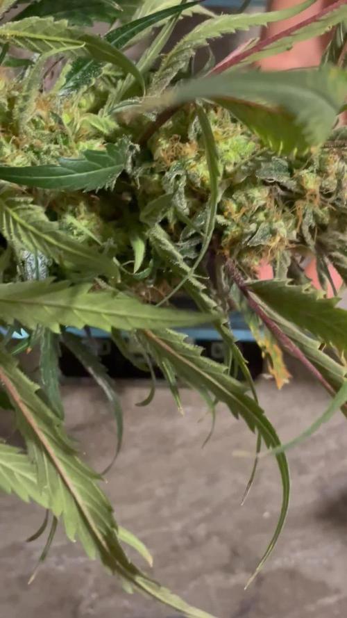 Divine Seeds Auto Moon Rock