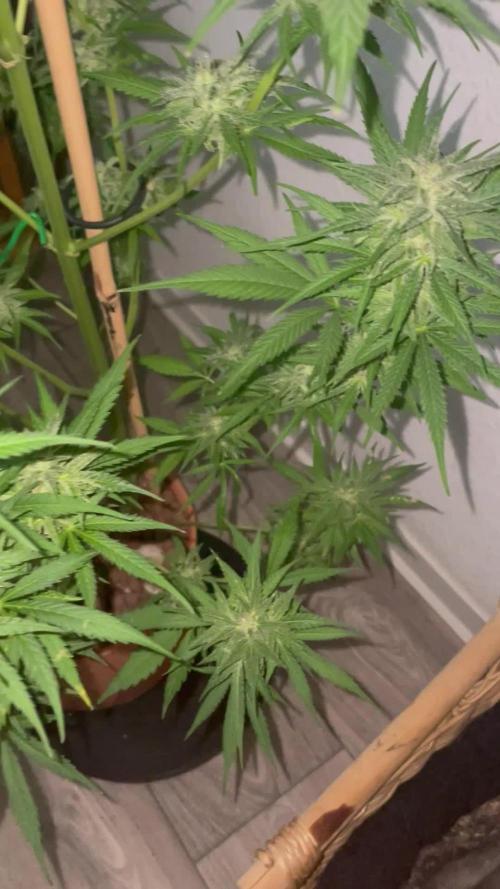 Divine Seeds Auto Fractal #2