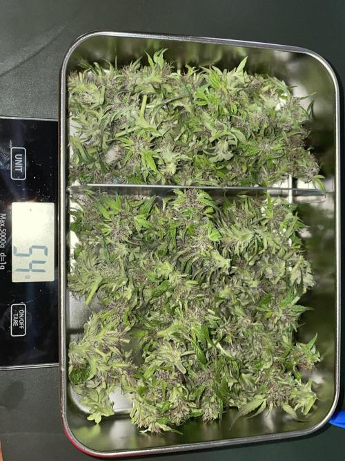 Divine Seeds Auto Black Opium #2. Week 11