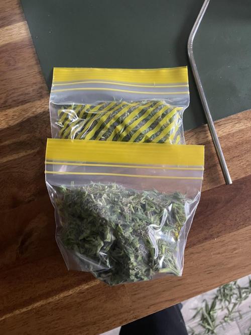 Divine Seeds Auto Black Opium #2. Week 11