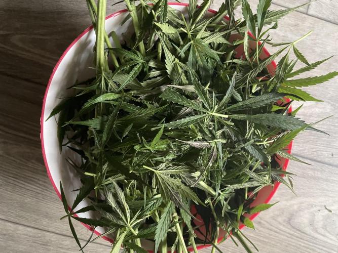 Divine Seeds Auto Black Opium #2. Week 11 - 🚮