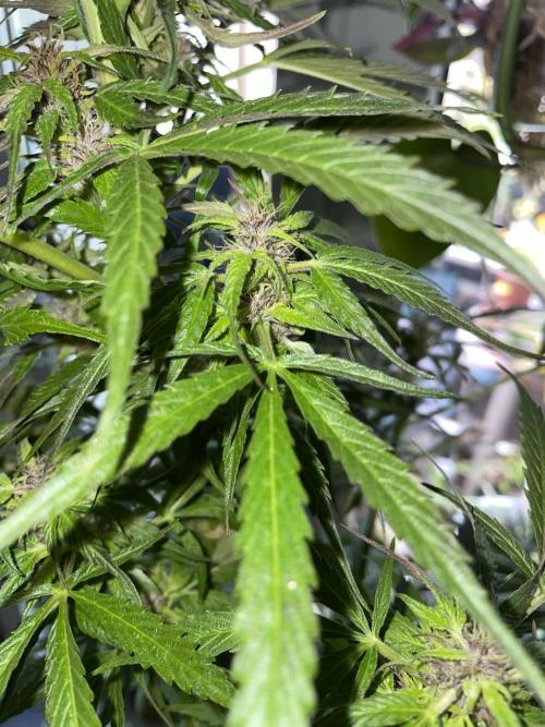 Divine Seeds Auto Black Opium #2. Week 11