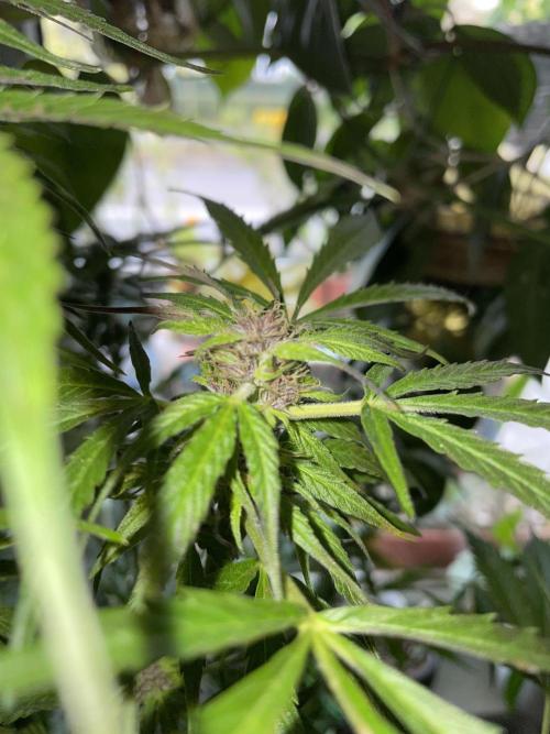 Divine Seeds Auto Black Opium #2. Week 11