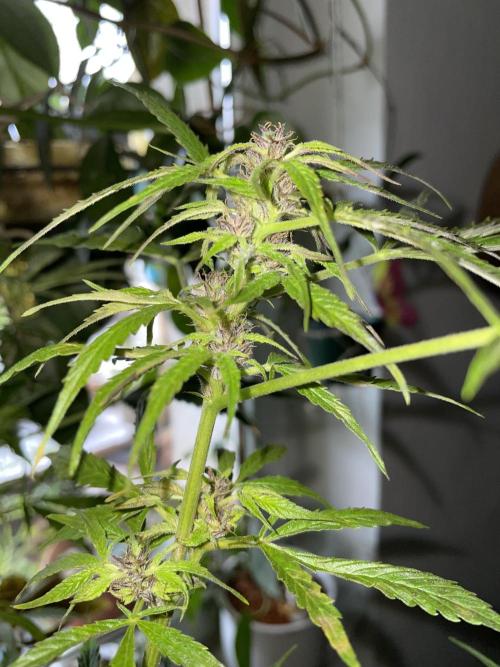 Divine Seeds Auto Black Opium #2. Week 11