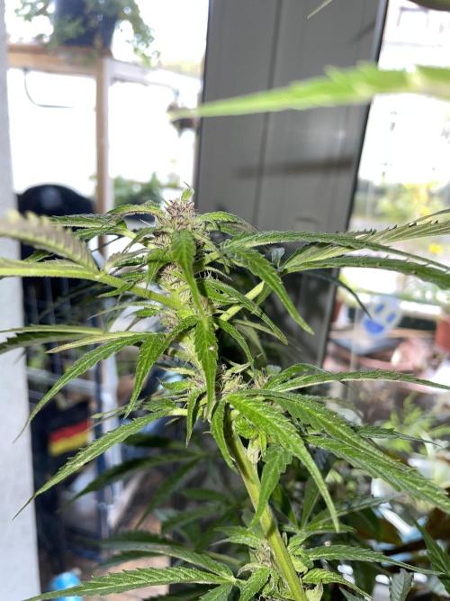 Divine Seeds Auto Black Opium #2. Week 11