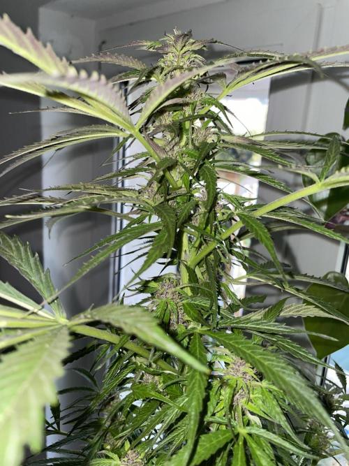 Divine Seeds Auto Black Opium #2. Week 11