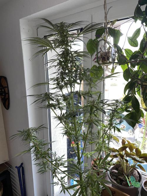 Divine Seeds Auto Black Opium #2. Week 11