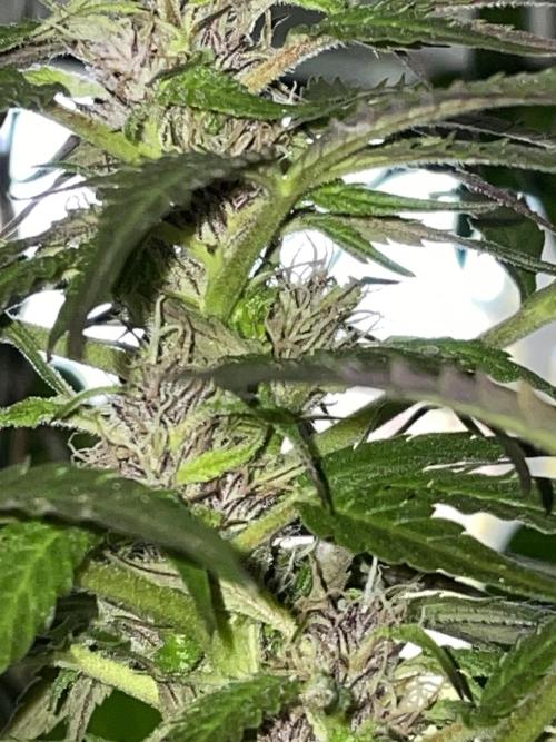 Divine Seeds Auto Black Opium #2. Week 11