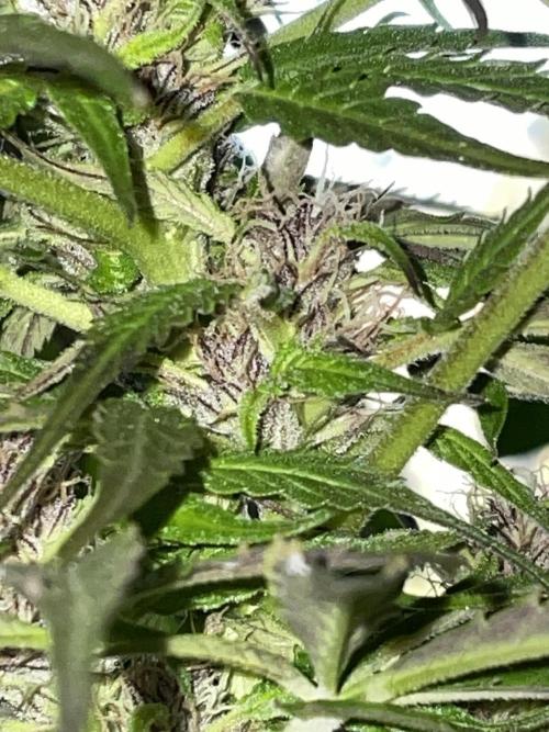 Divine Seeds Auto Black Opium #2. Week 11