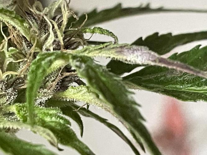 Divine Seeds Auto Black Opium #2. Week 11 - 😩