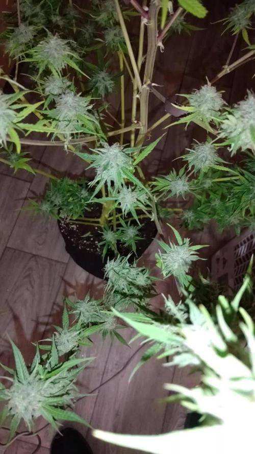 Divine Seeds Auto Black Opium