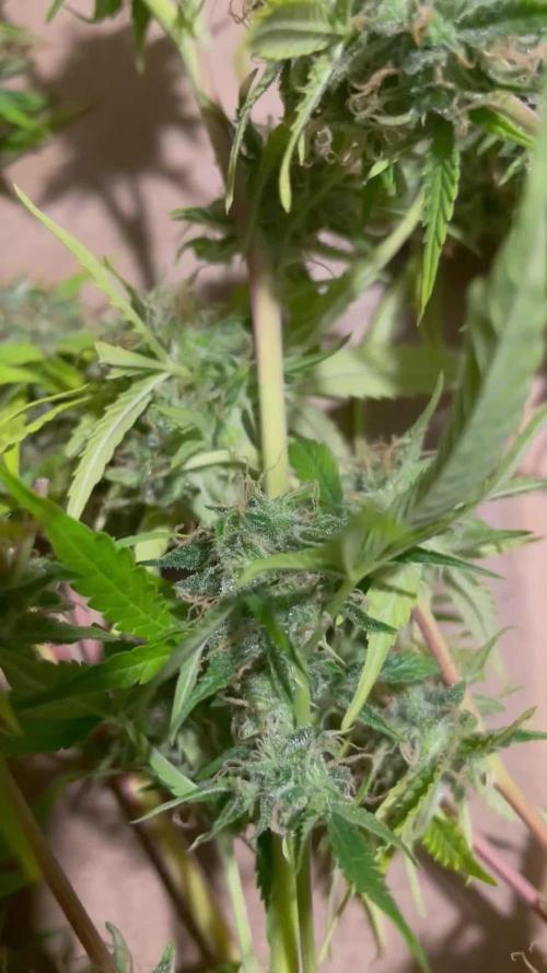 Divine Seeds Auto Black Opium