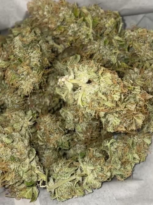 Divine Seeds Auto Black Opium