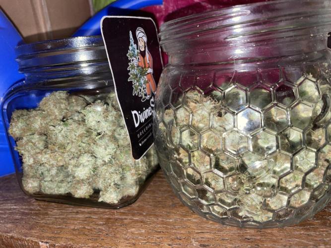 Divine Seeds Auto Black Opium. Week 13