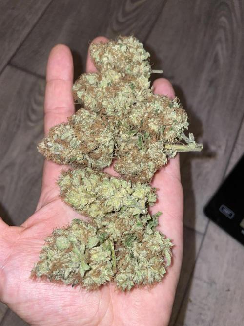 Divine Seeds Auto Moon Rock. Week 13