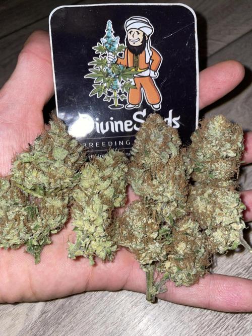 Divine Seeds Auto Moon Rock. Week 13