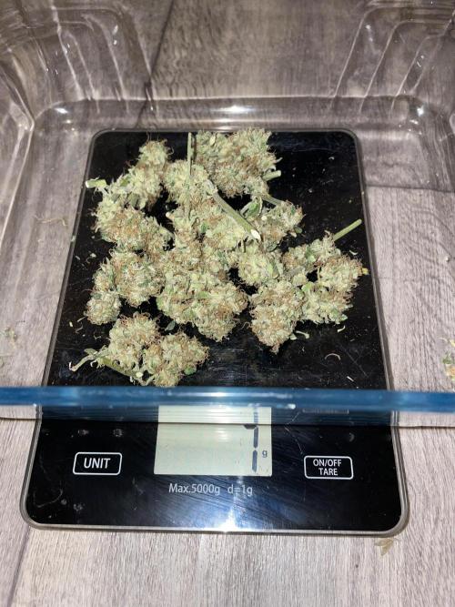 Divine Seeds Auto Moon Rock. Week 13 - 2° harvest part2