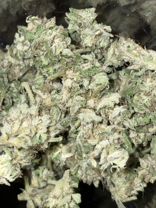 Divine Seeds Auto Northern Light #2. Week 12