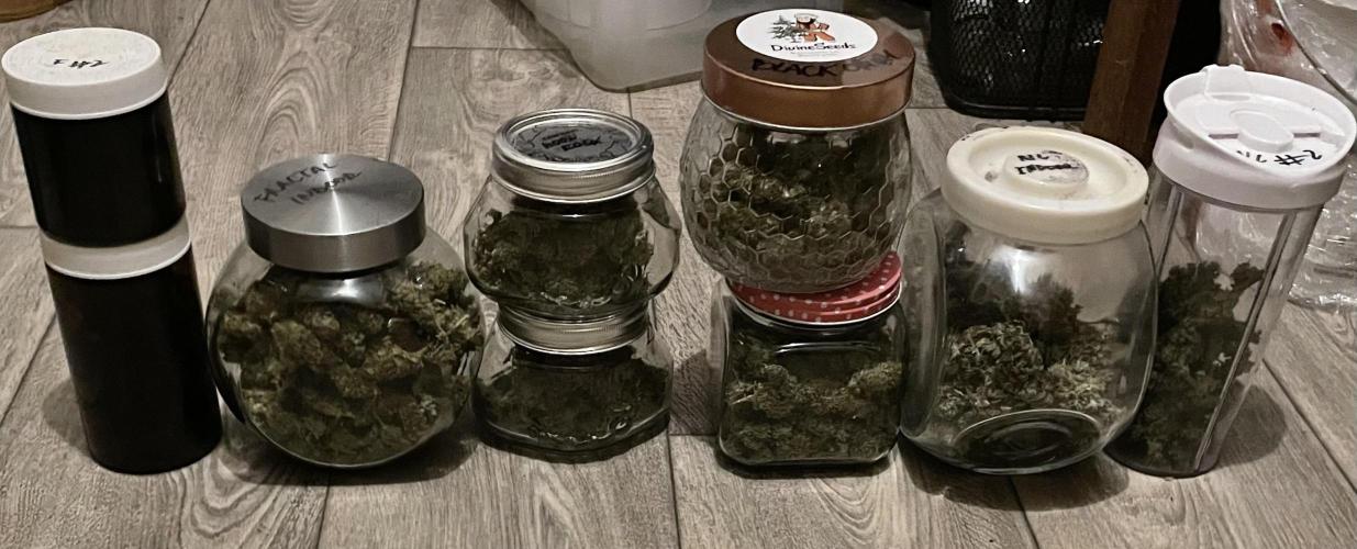 Divine Seeds Auto Fractal. Week 13