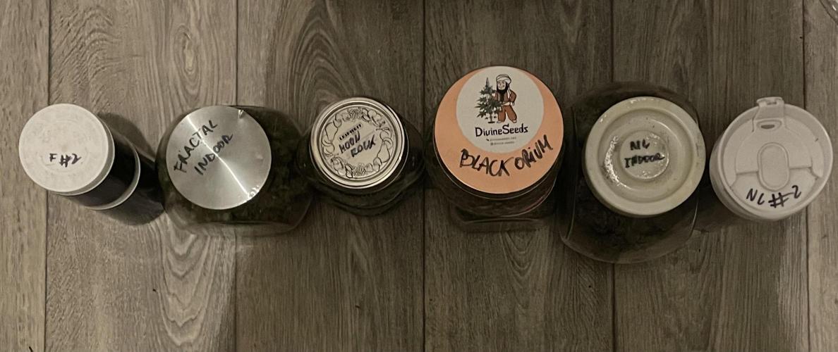 Divine Seeds Auto Black Opium. Week 13