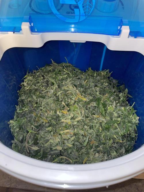 Divine Seeds Auto Black Opium. Week 13