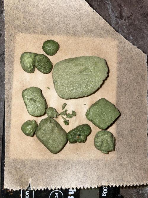 Divine Seeds Auto Black Opium. Week 13