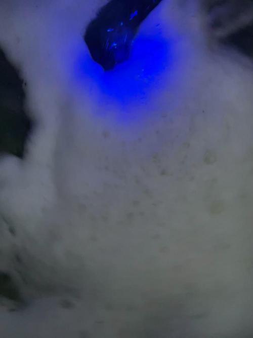 Divine Seeds Auto Northern Light