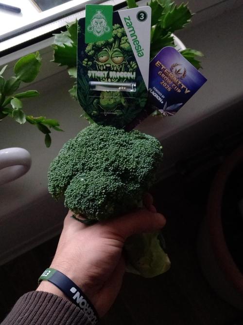 Eternity Grow Cup Sticky Broccoli🥦. Week 0