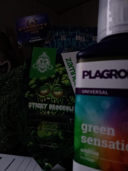 Eternity Grow Cup Sticky Broccoli🥦. Week 0