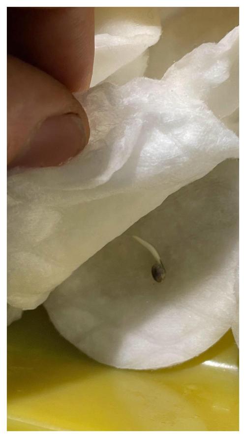 Eternity Grow Cup Sticky Broccoli🥦. Week 0