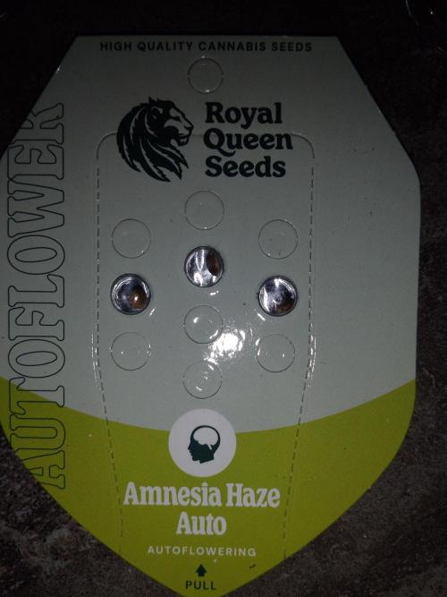 🧠💭Amnesia Haze Auto RQS🦁. Week 0