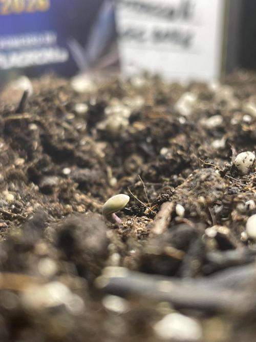 Eternity Grow Cup Sticky Broccoli🥦. Week 0