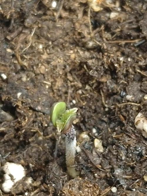 Eternity Grow Cup Sticky Broccoli🥦. Week 0