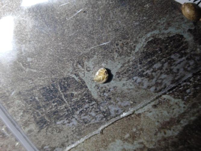 👹Dark Devil Auto SweetSeeds🐘. Week 0