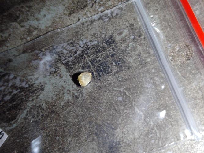 👹Dark Devil Auto SweetSeeds🐘. Week 0