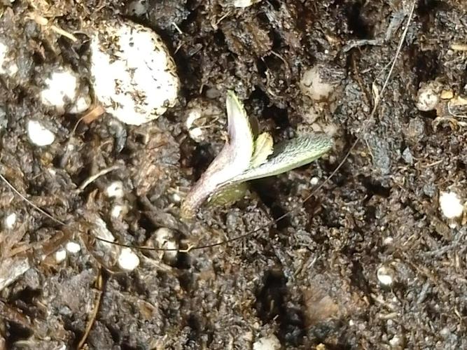 👹Dark Devil Auto SweetSeeds🐘. Week 0