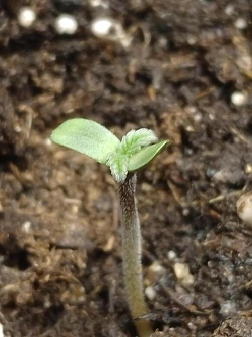 Eternity Grow Cup Sticky Broccoli🥦. Week 0