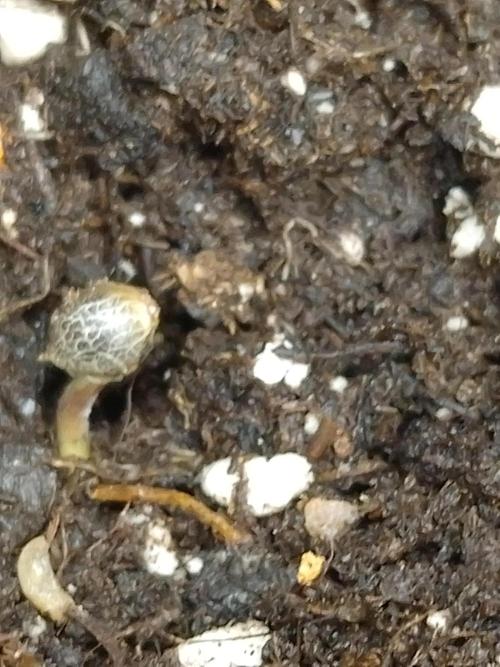 👑🦍Royal Gorilla Auto RQS🦁. Week 0