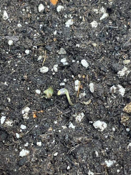 👑🦍Royal Gorilla Auto RQS🦁. Week 0