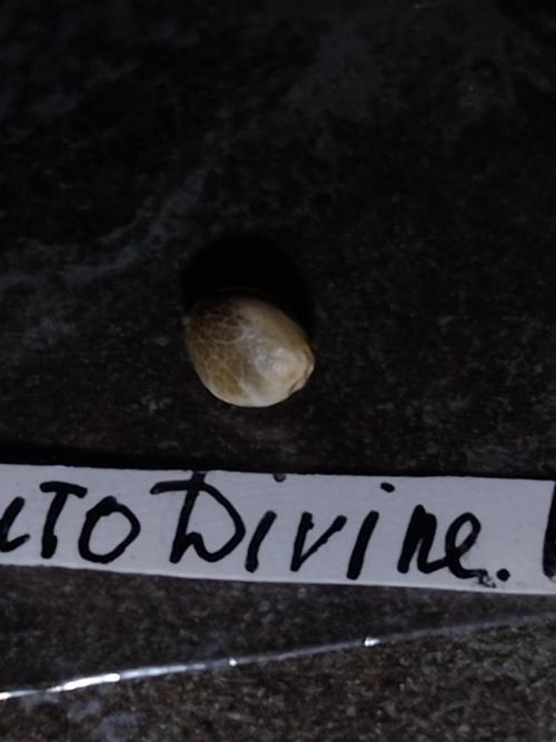 🤺Divine Rapier Auto DivineSeeds. Week 0