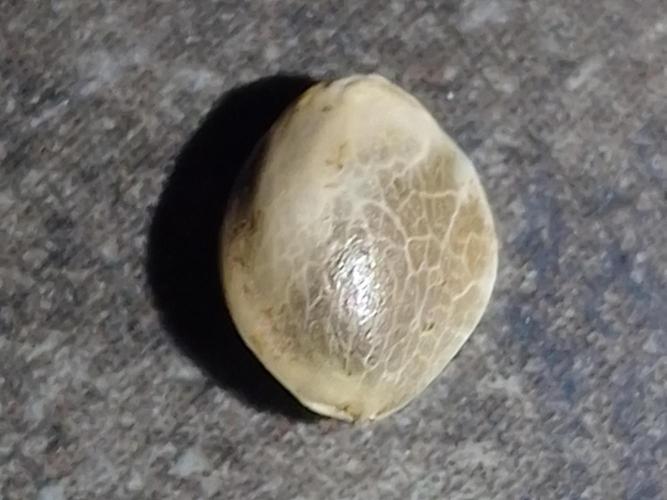 🤺Divine Rapier Auto DivineSeeds. Week 0