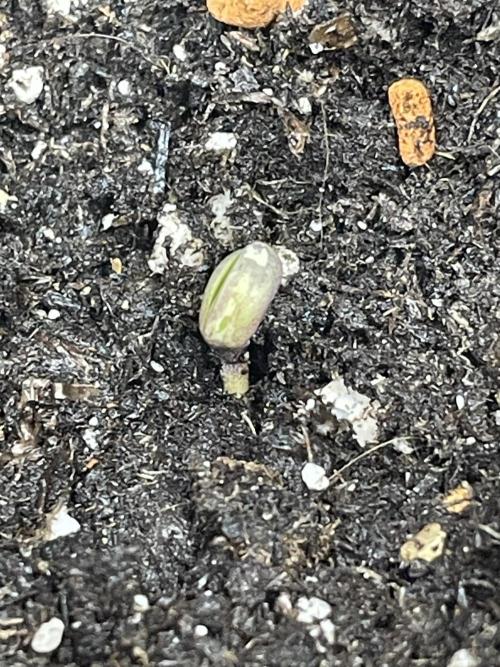 🤺Divine Rapier Auto DivineSeeds. Week 0