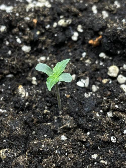 🛸Milky Way F1 RQS🦁. Week 0