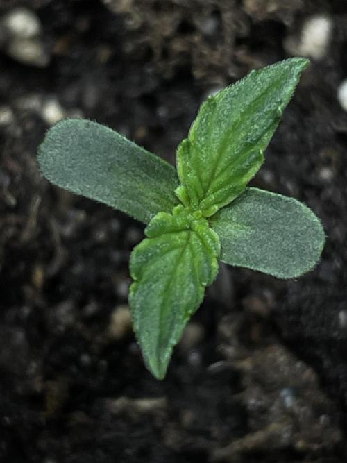 🛸Milky Way F1 RQS🦁. Week 0